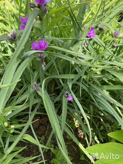 Традесканция Шарлотта,Колокольчик садовый, Монарда
