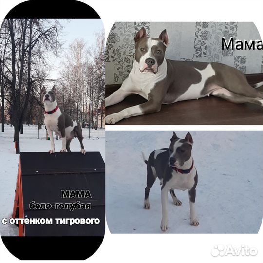 Щенки питбультерьера