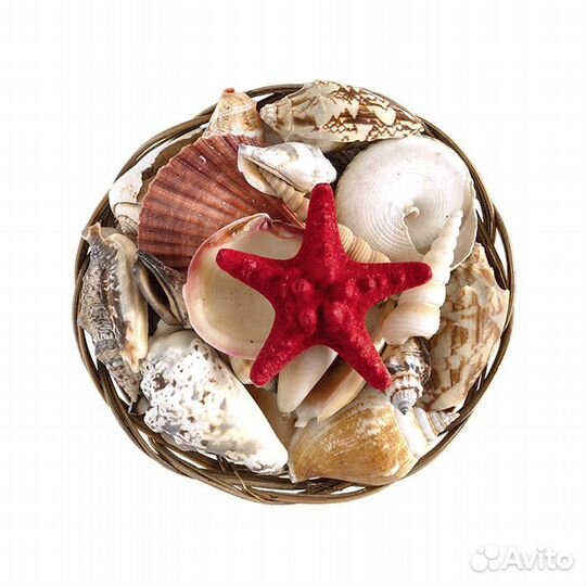 Набор морских ракушек для творчества
