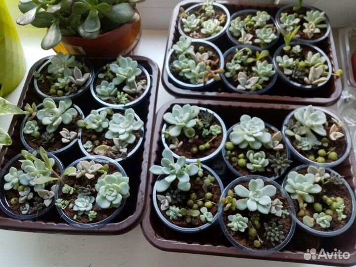 Суккуленты набор