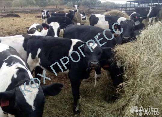 Телята бычки