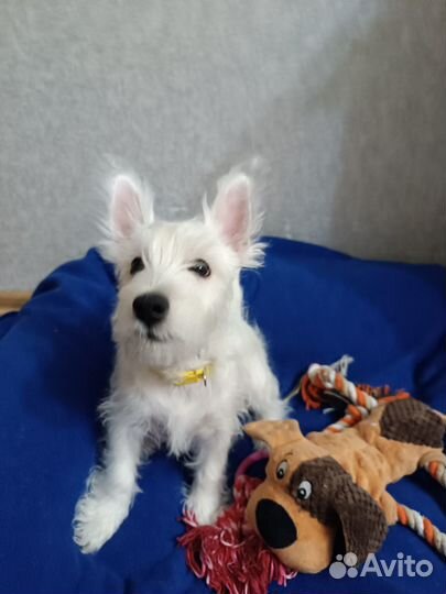 Вест хайленд уайт терьер щенки