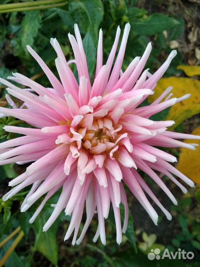 Георгины клубни