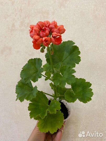 Пеларгония Red Pandora