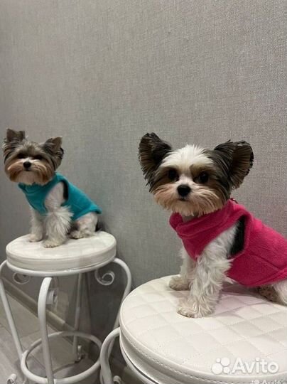 Одежда для собак и кошек