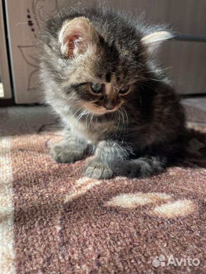 Отдам котенка в добрые руки