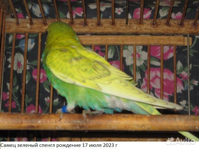 Молоденькие самцы волнистого попугая