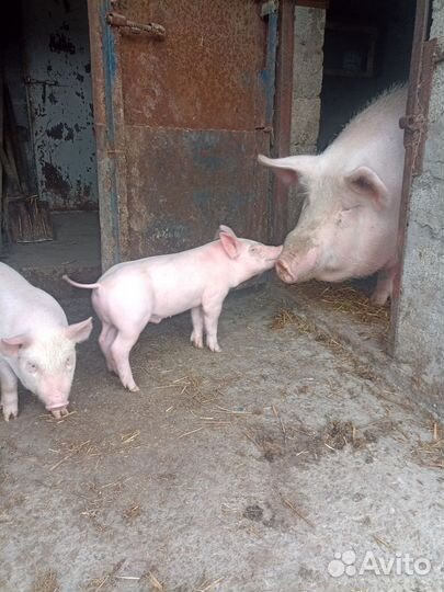 Поросята чистопородные