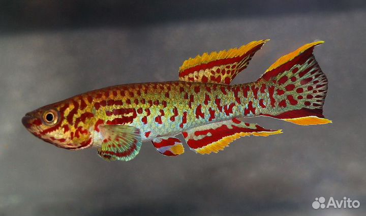 Африканские рыбки килли