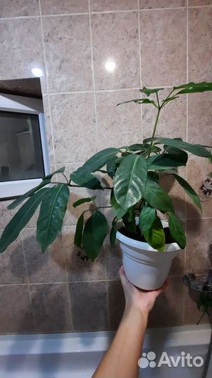Фикус бенджамина