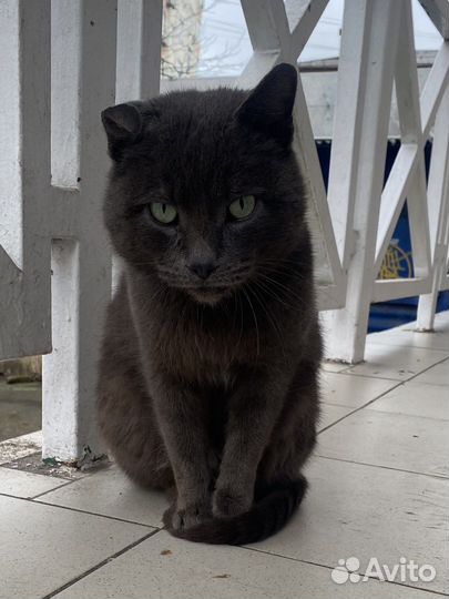 Кот, просто Кот