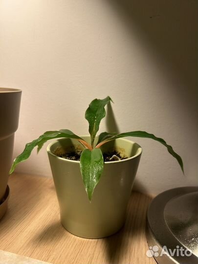 Комнатные растения цветы с доставкой