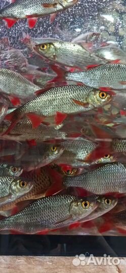 Рыба для пруда Малек-Линь. Вьюн. Амур. Карп