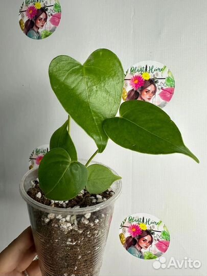 Антуриум Essencia