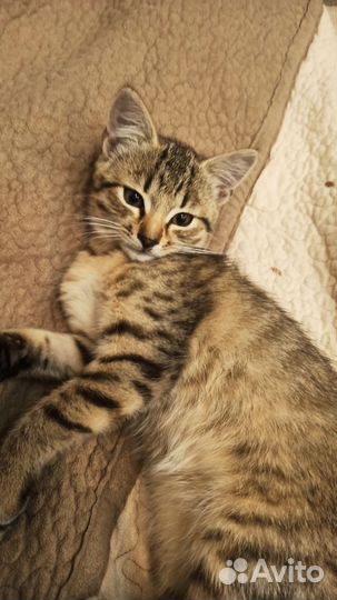 Котенок в дар