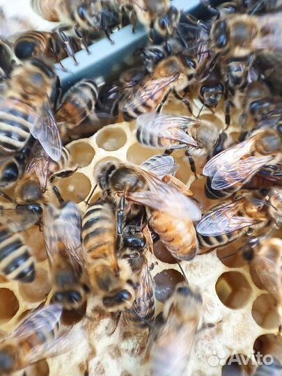 Пчеломатки Бакфаст