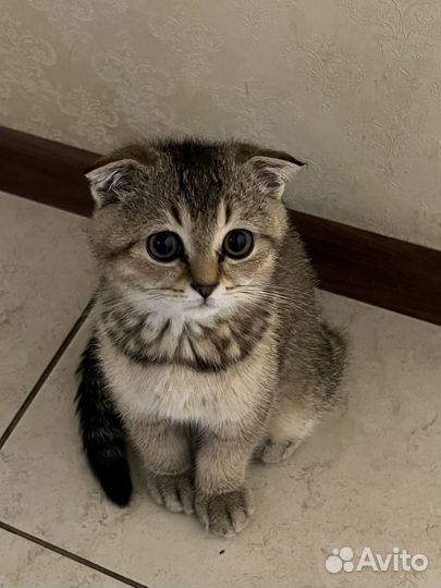 Шотландская вислоухая