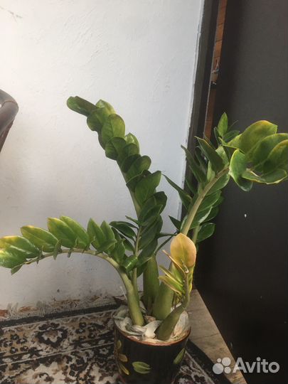 Цветок «Замиокулькас»