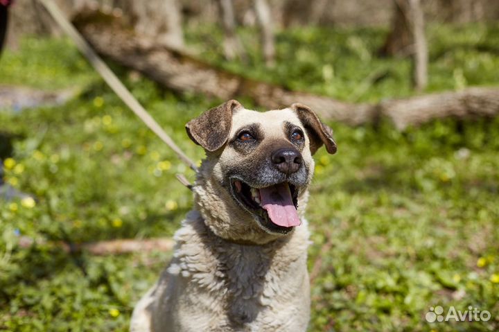 Чудесная и очень простая Маша в добрые руки