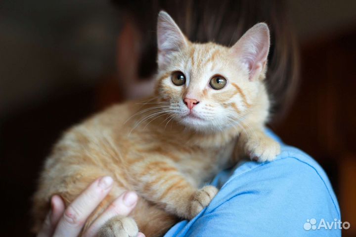 Рыжий котенок ищет дом