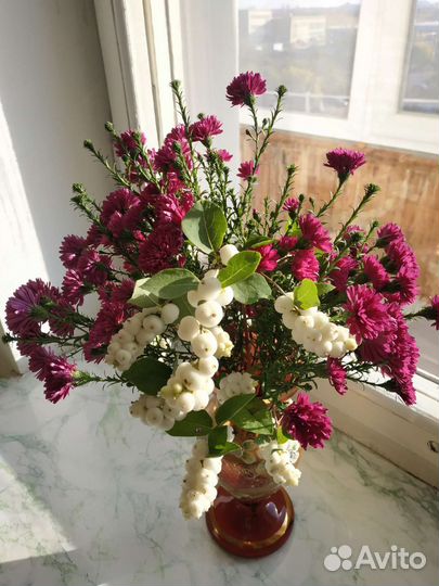 Снежноягодник