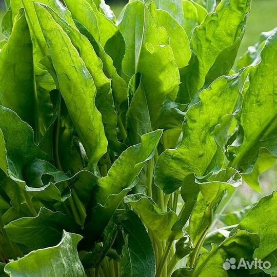 Щавель свежий