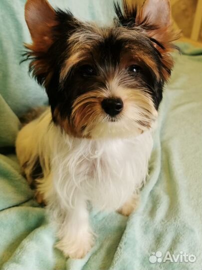 Бивер девочка