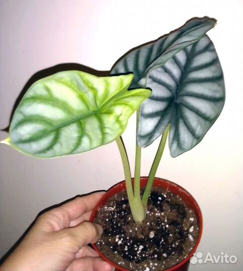 Алоказия Серебряный дракон