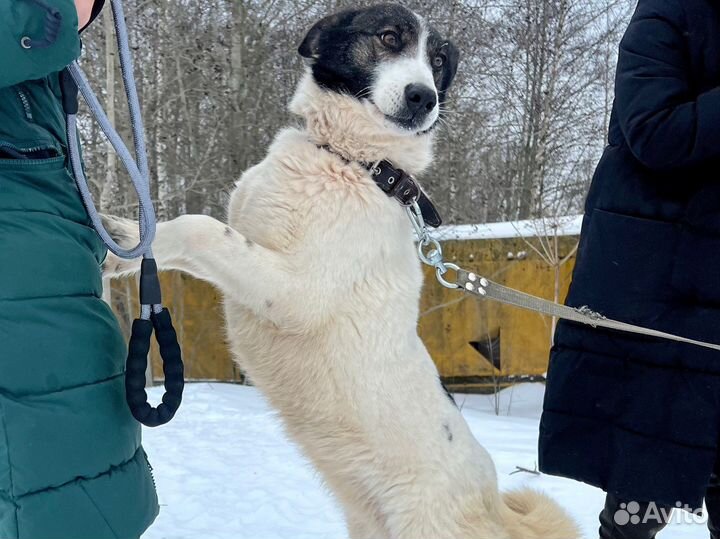 Собака три О