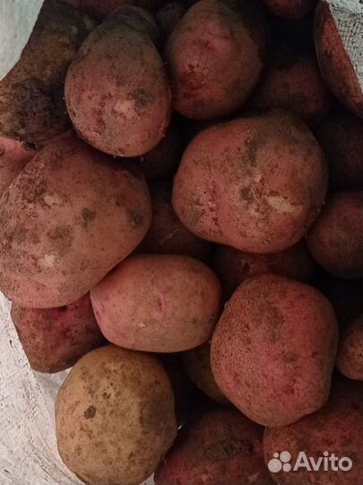 Продам картофель