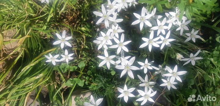 Луковицы птицемлечника