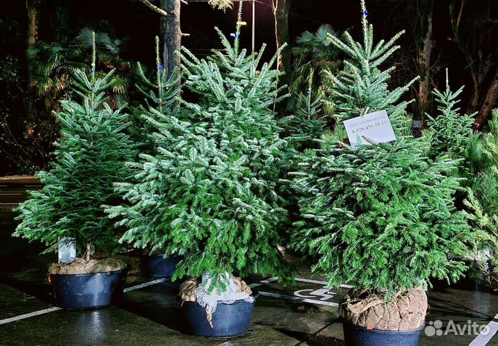 Голубая ель на посадку и в горшках