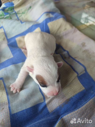 Щенки джек рассел терьер