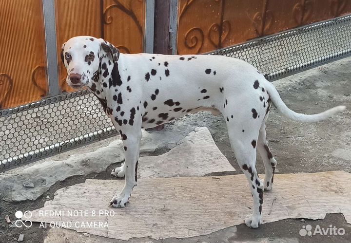 Далматин вязка