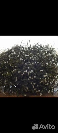 Пеларгонии, бегонии, колеусы, бальзамины и другие