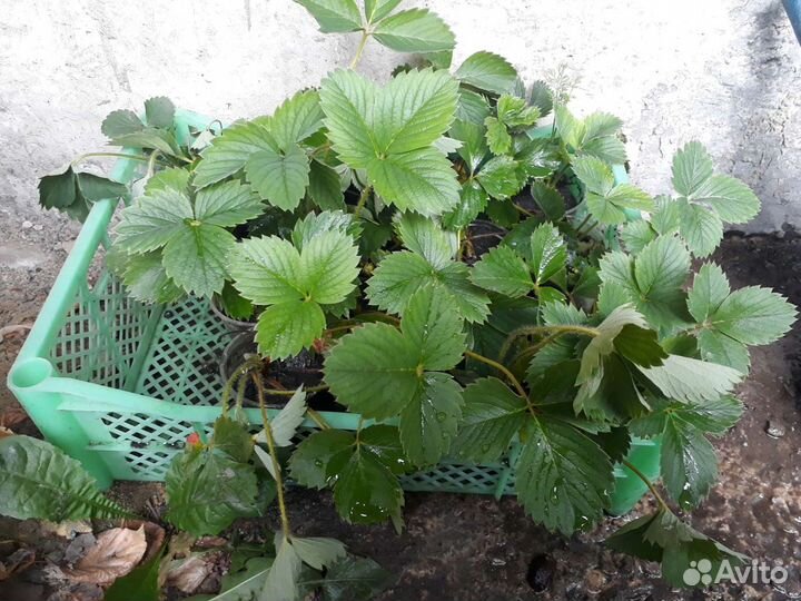 Клубника многоразовая