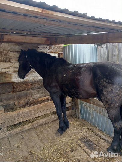 Лошадь жеребец