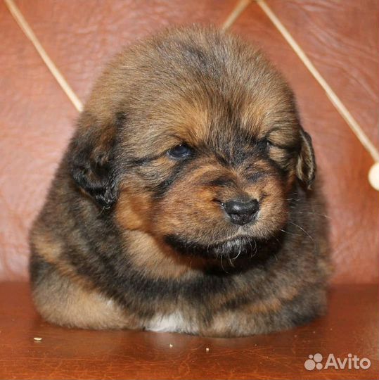 Щенки Монгол банхар