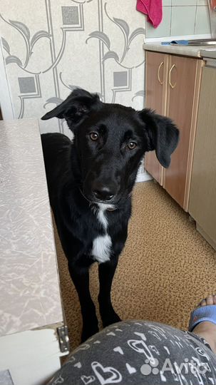 Восточноевропейская овчарка помесь