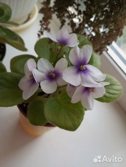 Сортовые фиалки