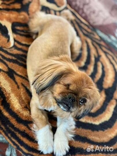 Собачка Пика в добрые руки