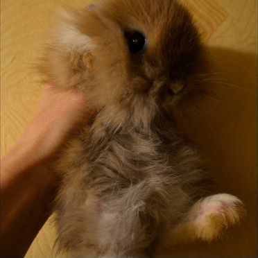 Домашний декоративный кролик