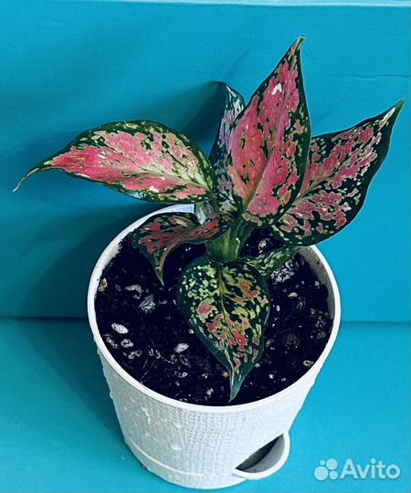 Аглаонемы Анимани, Суксом, Найт Спаркл, Тай Ред