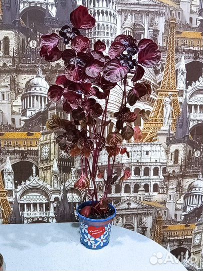 Комнатные растения цветы