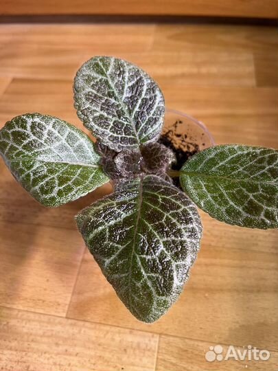 Фикус бенджамина наташа