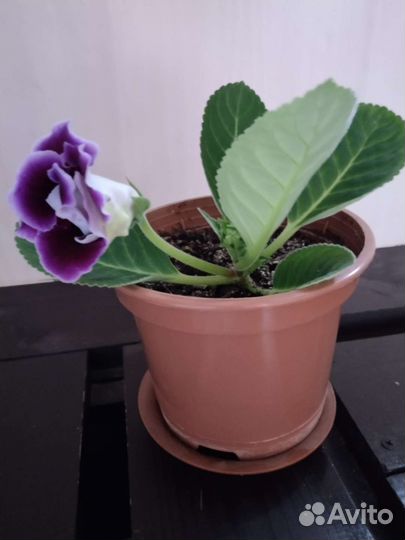 Глоксиния махровая