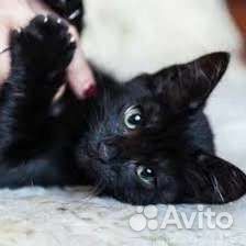 Котенок отдам в добрые руки