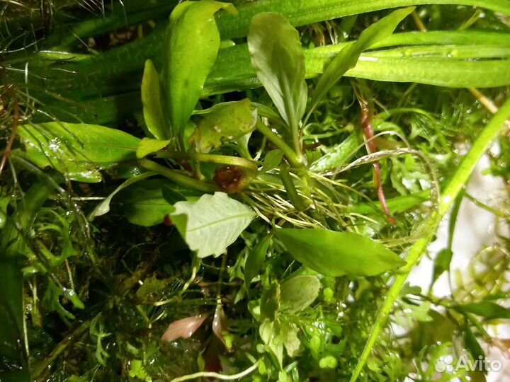 Растения для аквариума