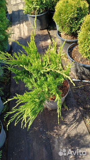 Можжевельник Казацкий