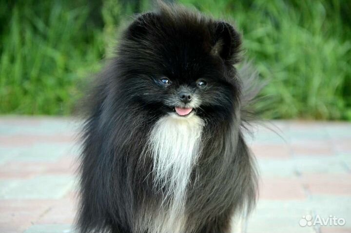 Шикарный мальчик мини